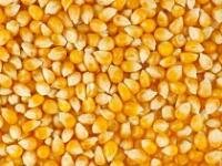 Поставки кукурузы и сои из США запрещены