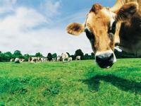 Беларусь дорожит имиджем своей молочной продукции и жестко контролирует ее качество 