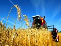 Белоруссия на 5 августа собрала с 50% площадей 4 млн. тонн зерна